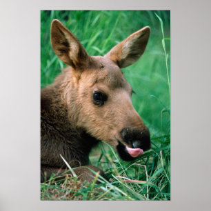 Poster orignal, Alces alces, veau allongé dans l'herbe, K