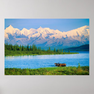Poster Orignal dans le lac Wonder