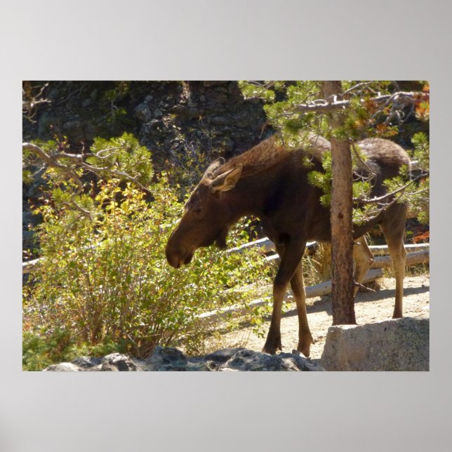 Poster Orignal des Montagnes Rocheuses (Devant)
