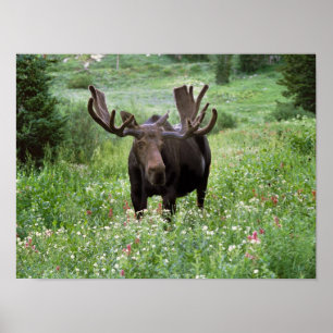 Poster Orignal mâle (Alces alces) dans les fleurs sauvage