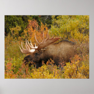 Poster Orignal Parc national de Denali, Alaska
