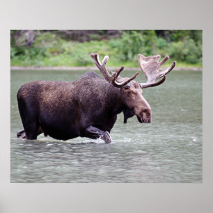 Poster Orignaux sur une mission