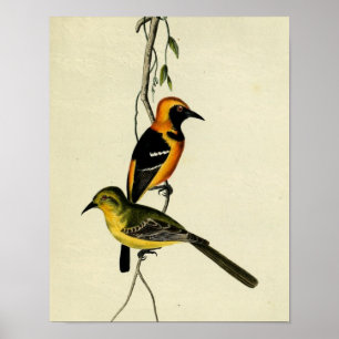 Poster Oriole à capuchon
