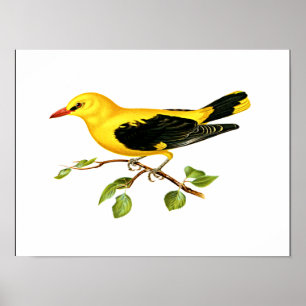 Poster Oriole bird