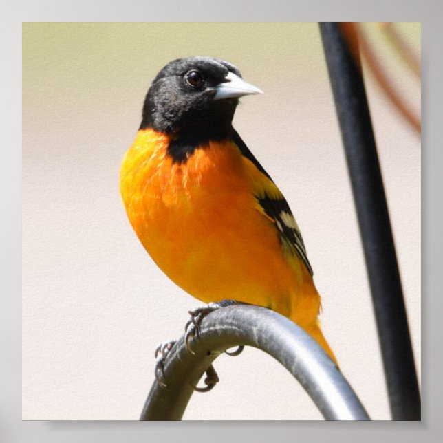 Poster Oriole de Baltimore (Devant)