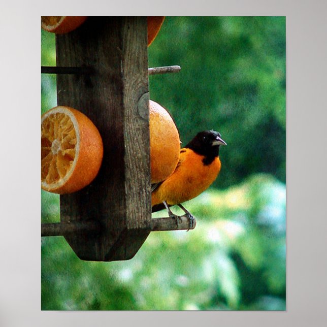 Poster Oriole masculine (Devant)