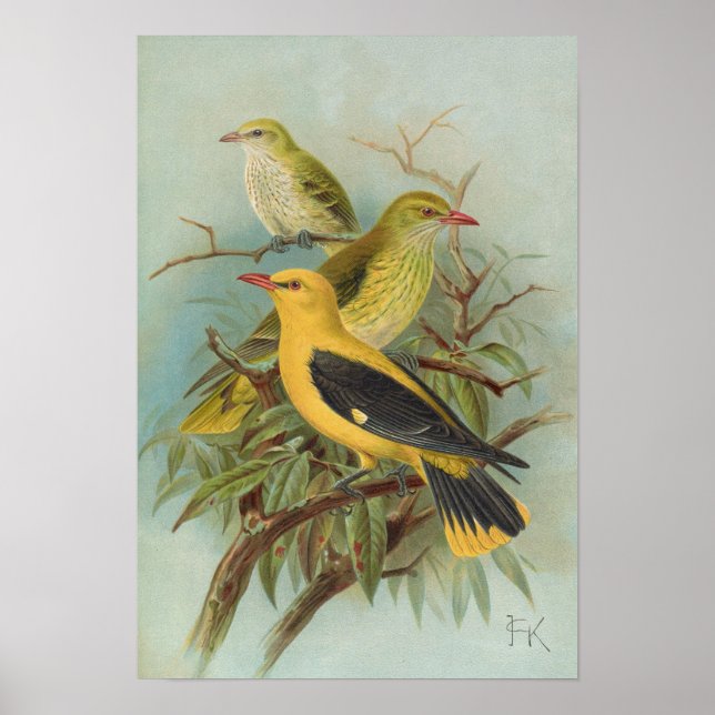 Poster Oriolus oriolus par Johann Friedrich Naumann (Devant)