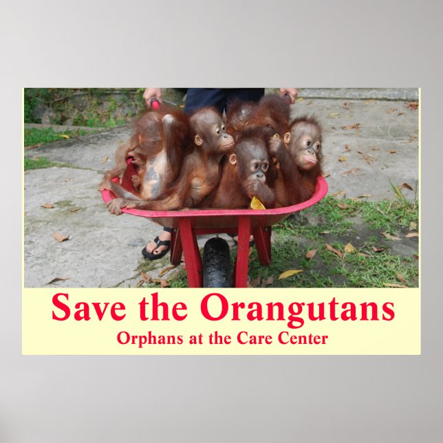 Poster Orphelins Orangutan Baby Aller à l'école (Devant)