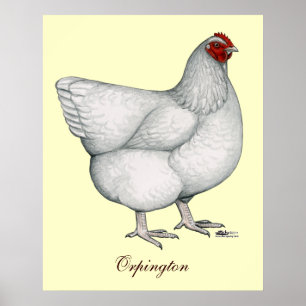 Poster Orpington White Hen