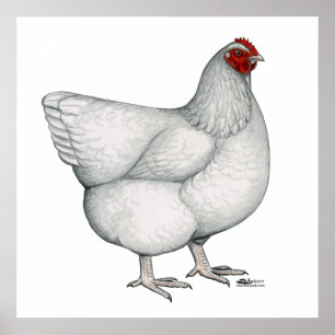 Poster Orpington White Hen