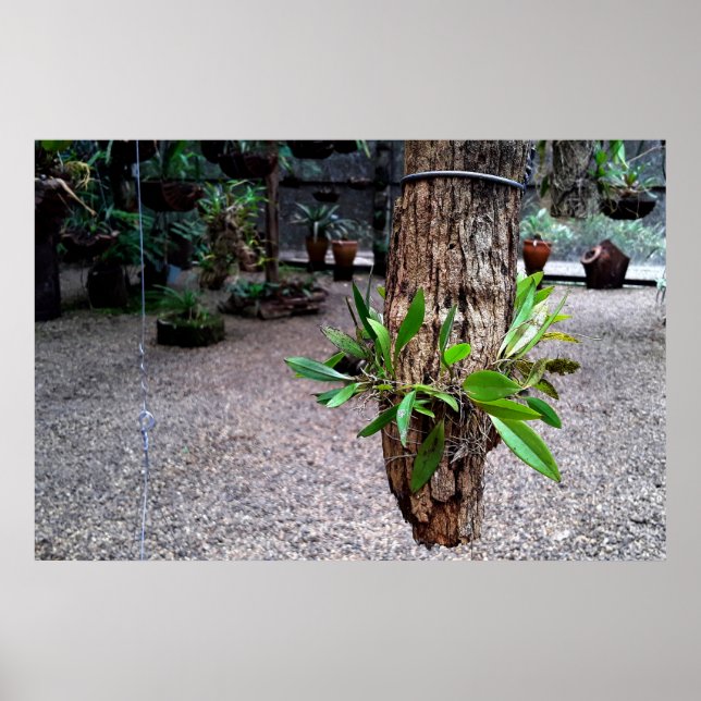 Poster orquideas 01 (Devant)