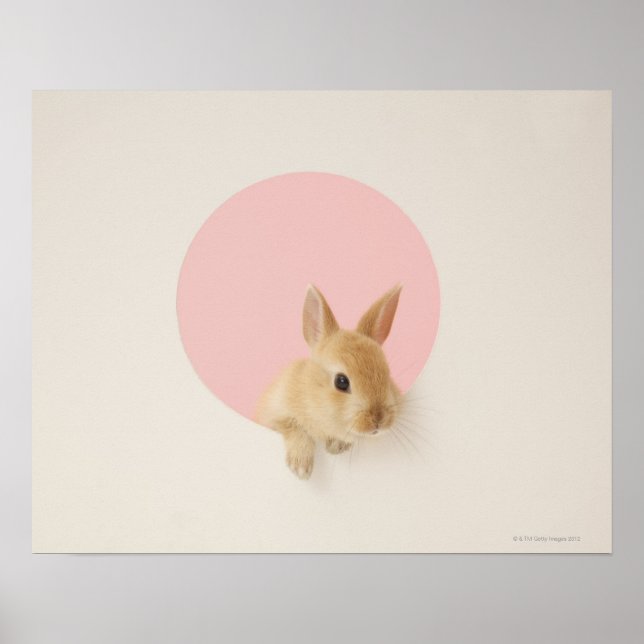 Poster Oryctolagus cuniculus 3 (Devant)