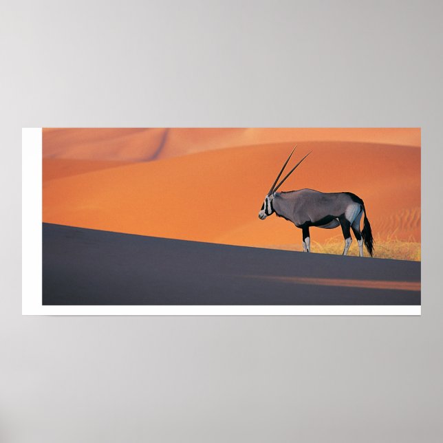 Poster Oryx (Devant)