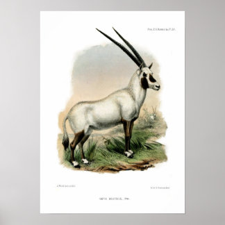 Poster Oryx arabe