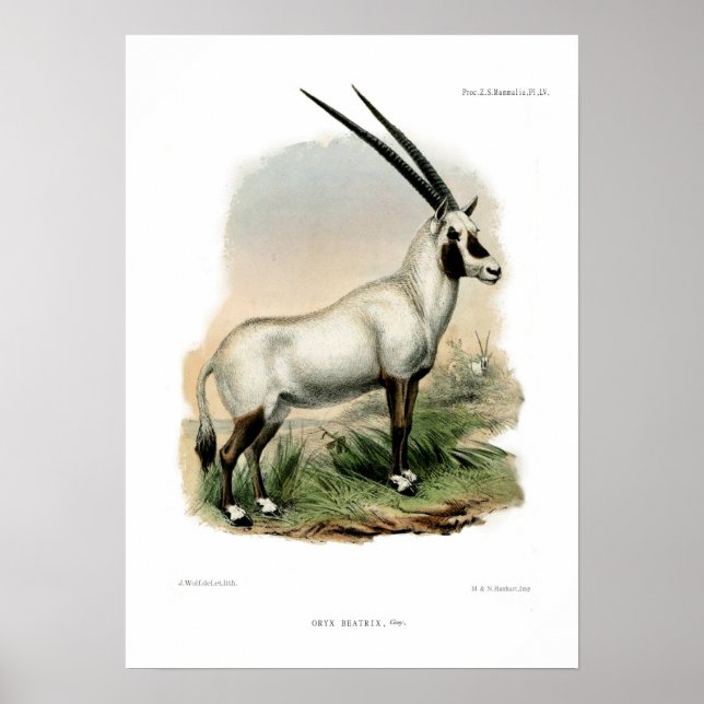 Poster Oryx arabe (Devant)