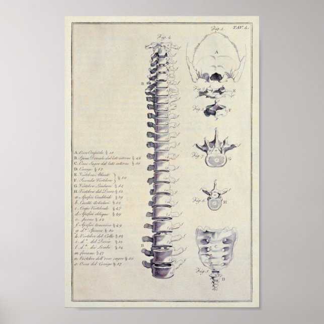 Poster Os de colonne vertébrale et vertèbres français (Devant)