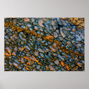 Poster Os de dinosaure pétrifié