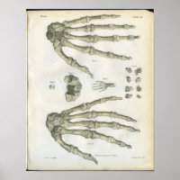 Os de l'anatomie de la main Imprimer