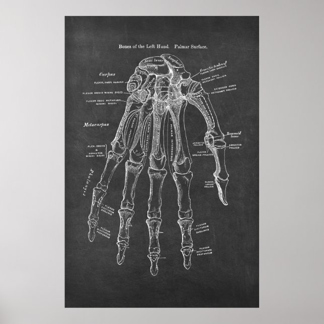 Poster Os de l'anatomie de surface palmaire gauche (Devant)