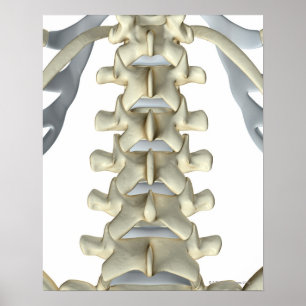 Poster Os de Lumbar Vertebrae