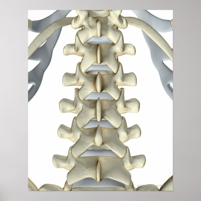 Poster Os de Lumbar Vertebrae (Devant)
