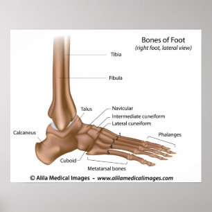 Poster Os de pied, diagramme étiqueté.