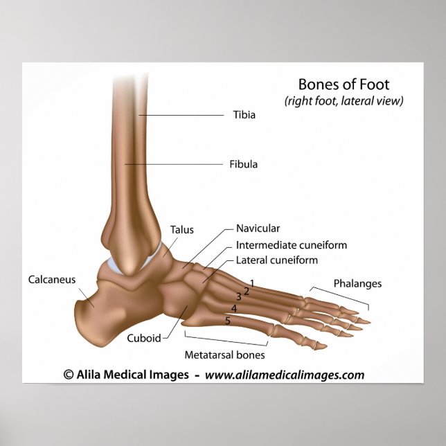 Poster Os de pied, diagramme étiqueté. (Devant)