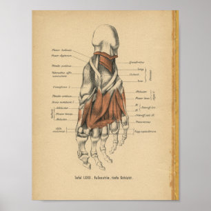 Poster Os de pied d'impression d'anatomie d'Allemand du