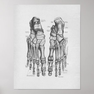 Poster Os de pied vintages d'illustration d'anatomie