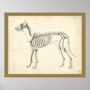 Poster Os de squelette de chien Anatomie vétérinaire Impr