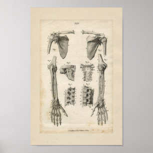 Poster Os du bras Anatomie Vintage Imprimer