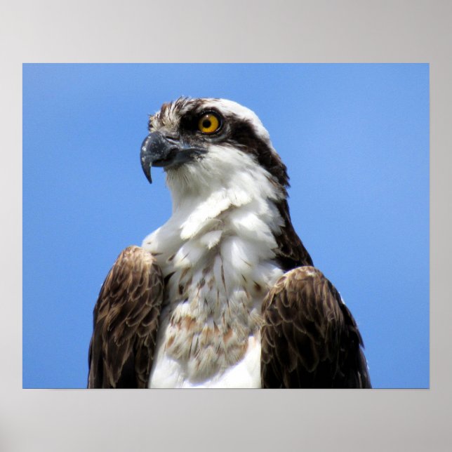 Poster Osprey (4964) (Devant)