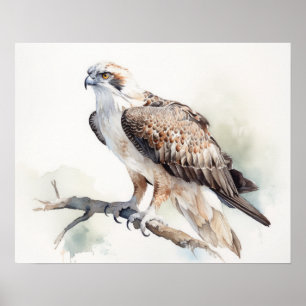 Poster Osprey Bird Art Imprimer l'affiche