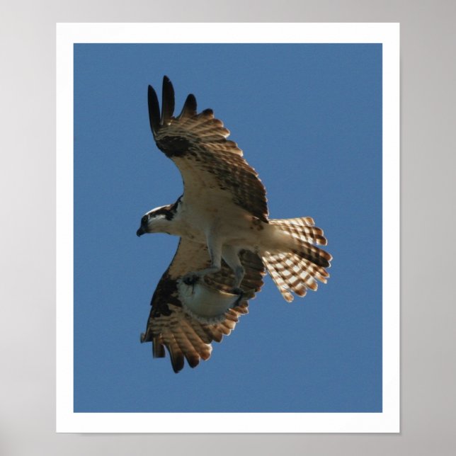 Poster Osprey Bird & Halibut Fish Print (Devant)