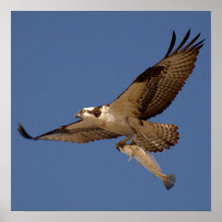 Poster Osprey Fisher