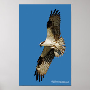 Poster Osprey Hovering