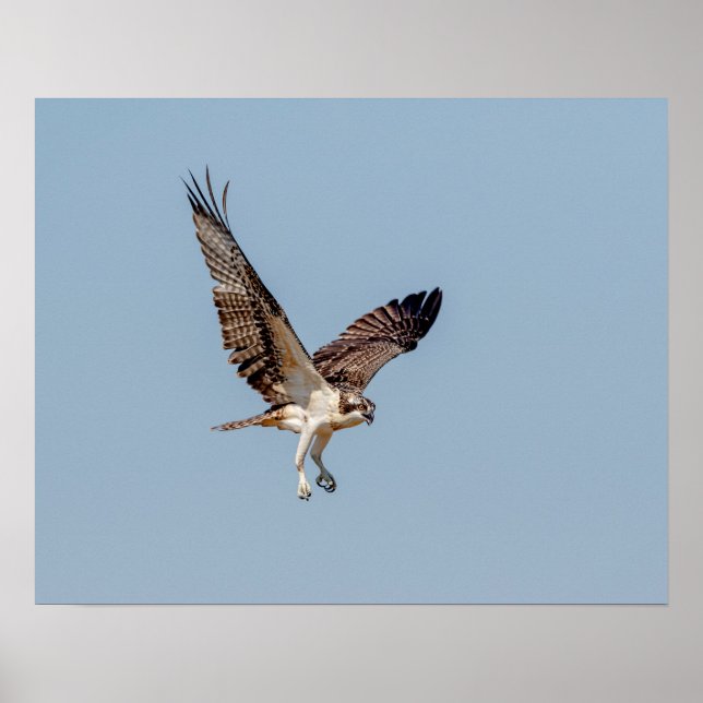 Poster Osprey juvénile en vol (Devant)