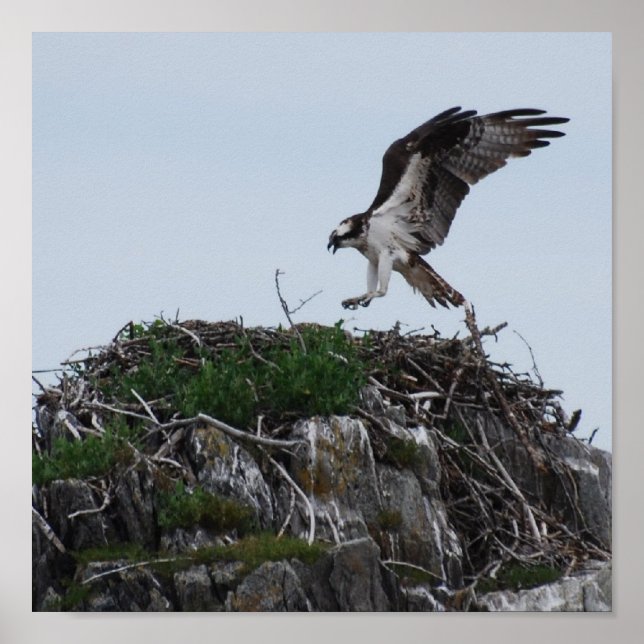 Poster Osprey Landing (Devant)