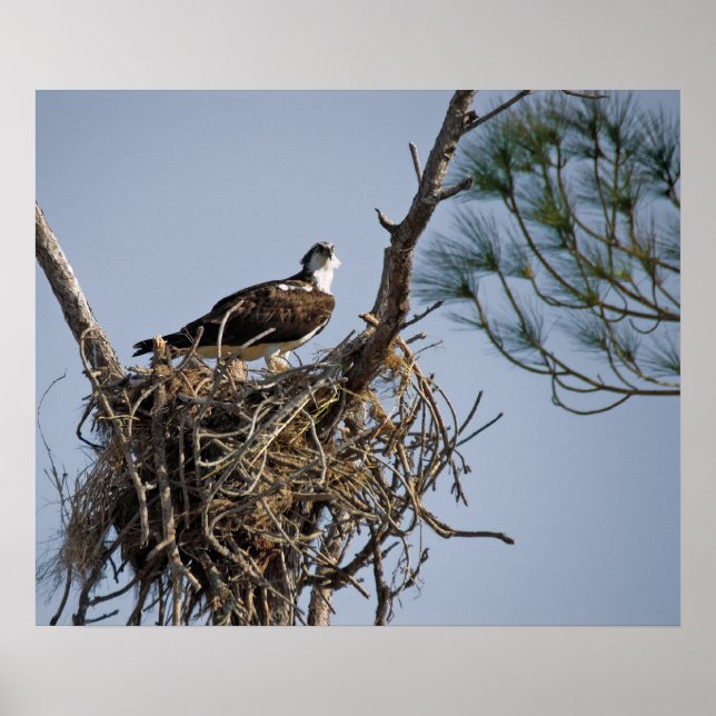 Poster Osprey Nest (Devant)