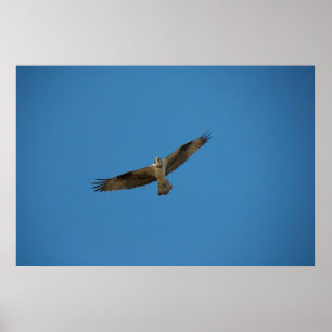 Poster Osprey "Roi de la rivière Morte"
