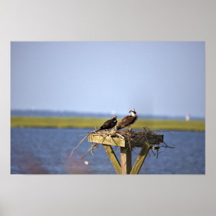 Poster Ospreys dans le nid Photo