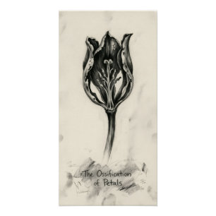 Poster Ossification du pétale