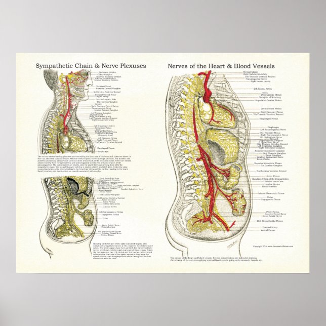 Poster Ostéopathique Sympathétique Chaîne Nerve (Devant)