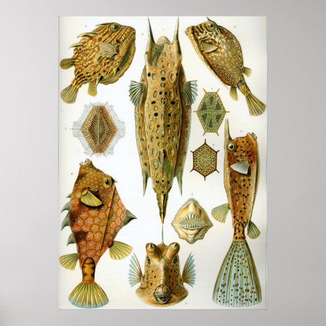 Poster Ostraciontes (Devant)