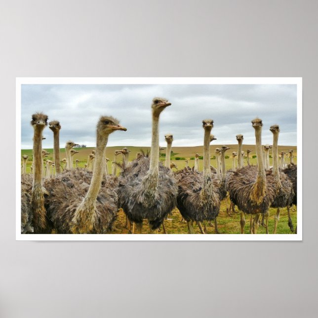 Poster Ostriches dans un champ (Devant)