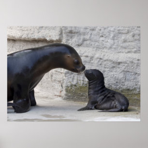 Poster Otaria flavescens