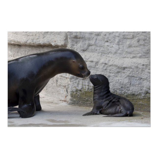 Poster Otaria flavescens (Devant)