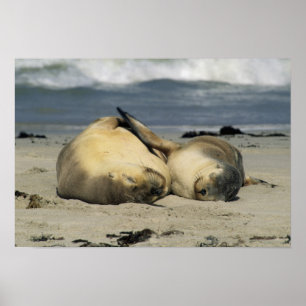 Poster Otaries australiennes, Neophoca cinerea),