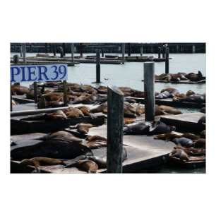 Poster Otaries du quai 39