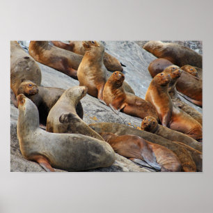 Poster Otaries en Patagonie, Chili